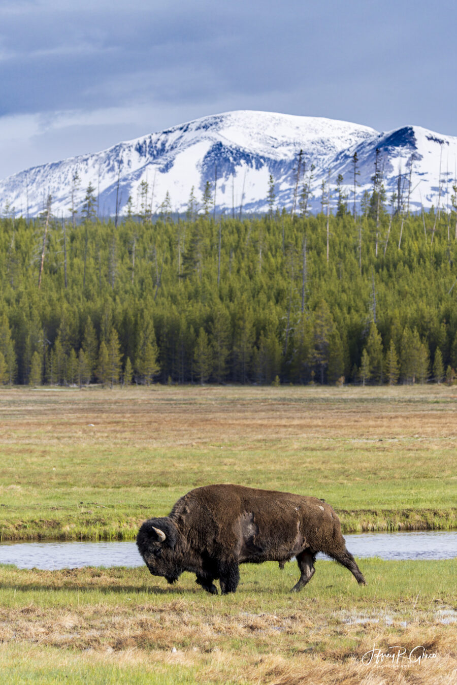 American Bison Yellowstone — The Lone Roamer