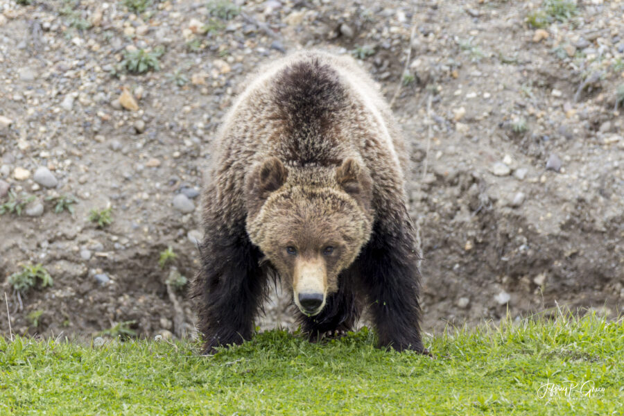 Male Grizzly Bear Yellowstone — The Pursuit