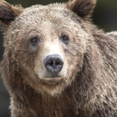 399 — The Teton Matriarch