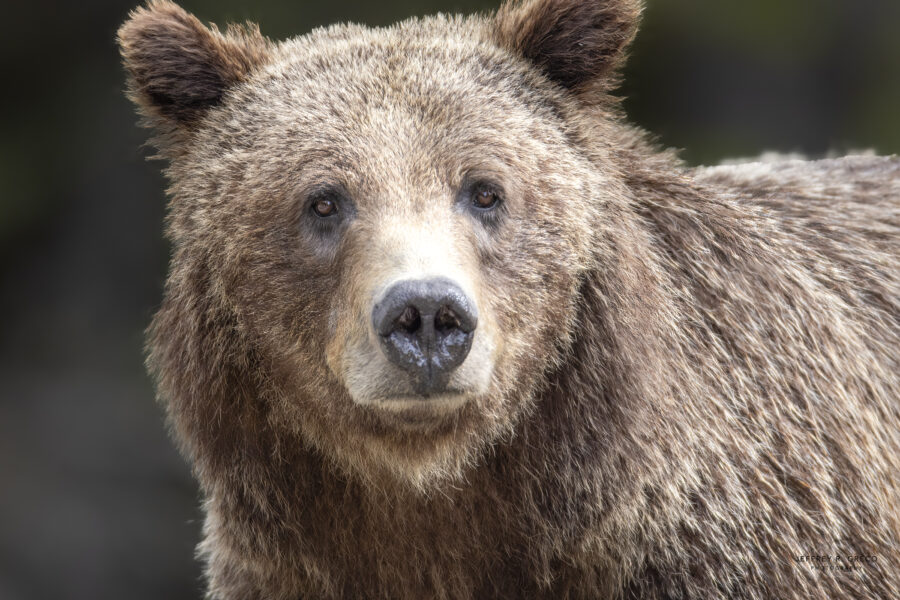 399 — The Teton Matriarch