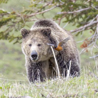 Yellowstone Robin & Bear — Time to Fly