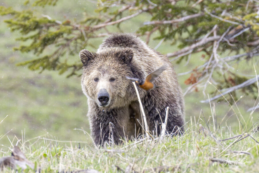 Yellowstone Robin & Bear — Time to Fly