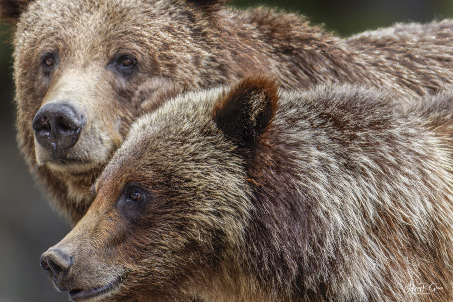 Grizzly 399 & Spirit — Together & Wild