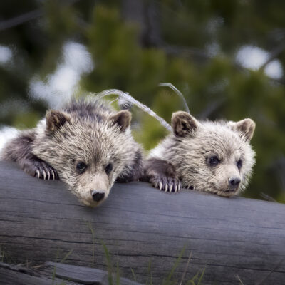 Obsidian’s Cubs Yellowstone: looking down at people on the road or their mamma, three cubs, all three survived — Watching From Above