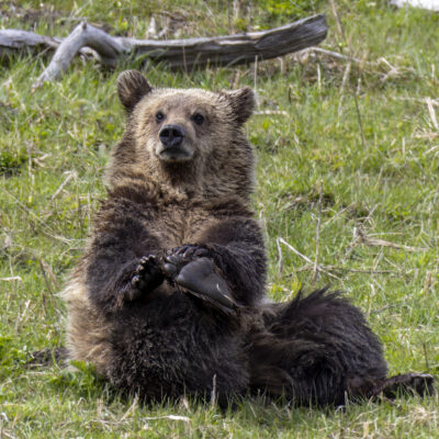 Yellowstone Bear — Wild Warrior