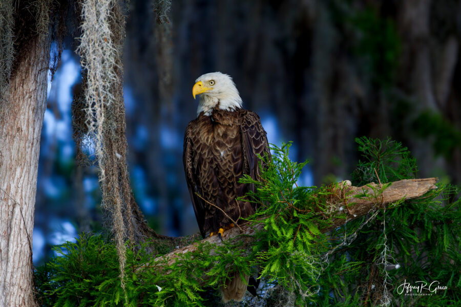 Wildlife