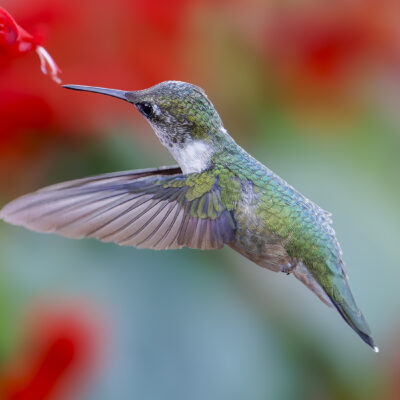 Hummingbird Wildlife Photography, PennsylvaniaRushton Malven PA — Wings in Motion