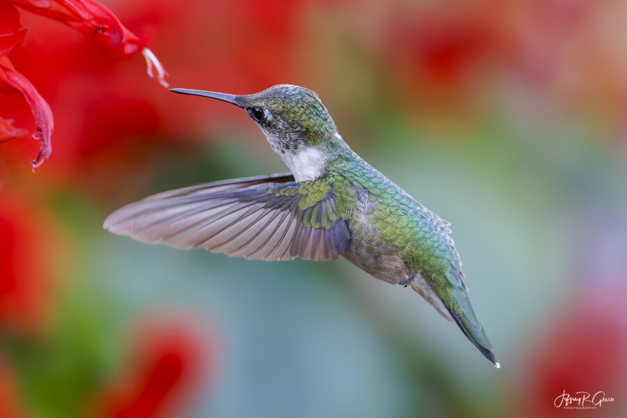 Hummingbird Wildlife Photography, PennsylvaniaRushton Malven PA — Wings in Motion