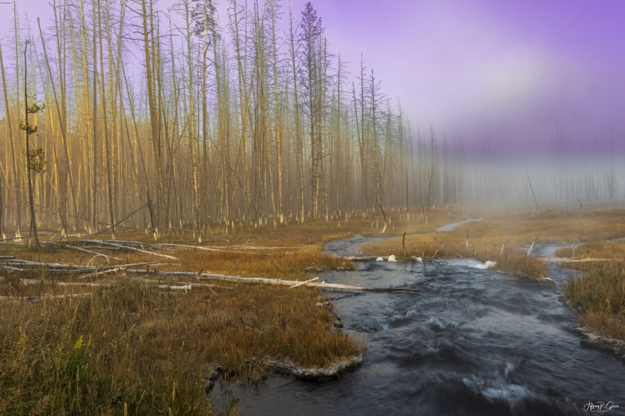 Bobby Sock Trees — Yellowstone Sunrise:Bobbysock Sunrise
